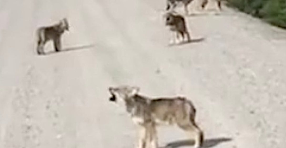 Wolf Pups Practice Their Howling And It's Adorably Terrifying ...