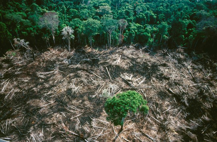 Clearing the forest destroys the equilibrium of water, minerals and organic matter. The threat to the Amazon rainforest is a threat to the world's climate balance.