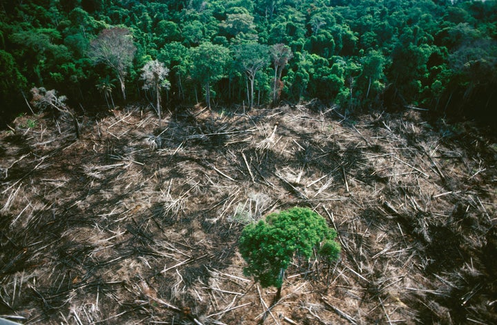 Clearing the forest destroys the equilibrium of water, minerals and organic matter. The threat to the Amazon rainforest is a threat to the world's climate balance.