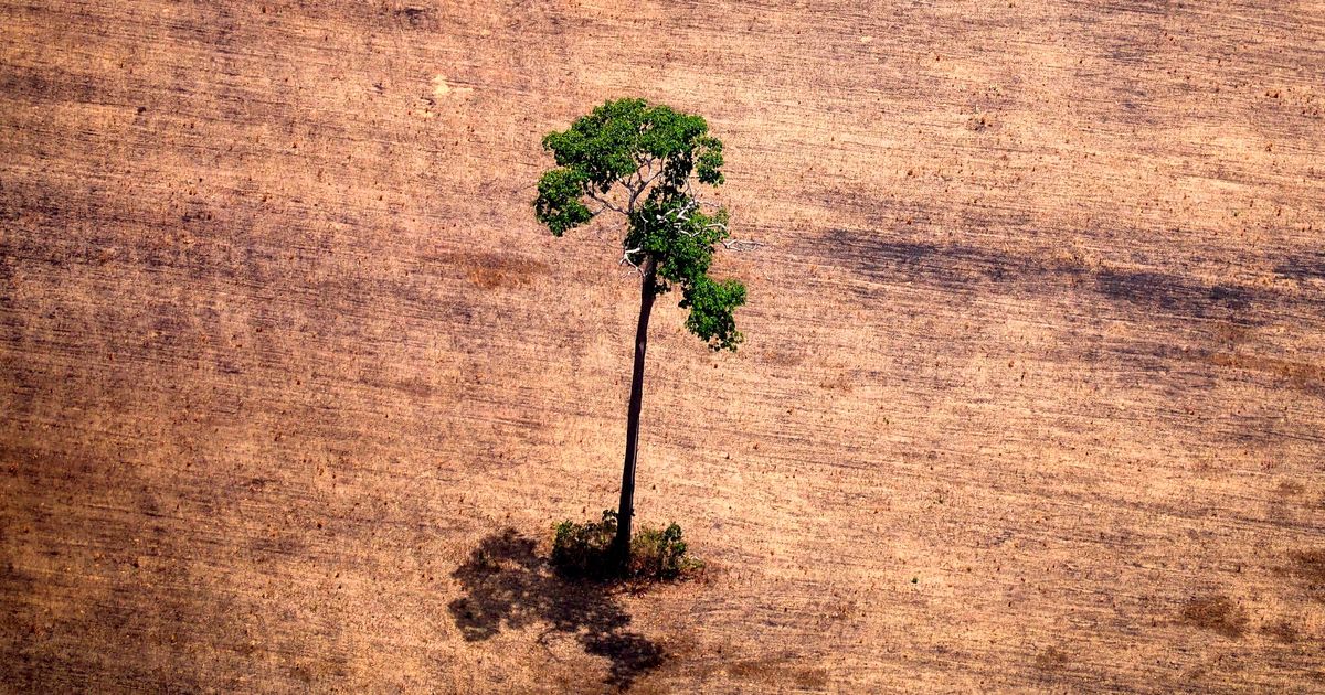 How To Tackle Deforestation? Give Indigenous People Their Land Rights. | HuffPost Impact