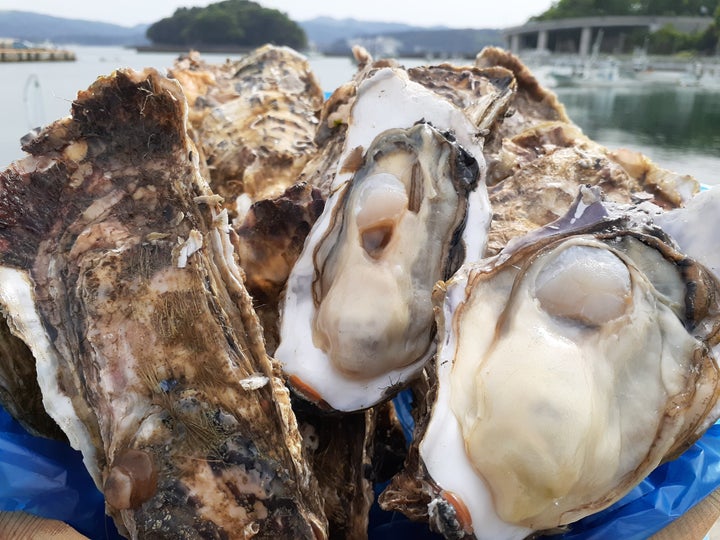 佐々木さんが養殖している牡蠣