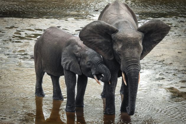 Les éléphants de forêt d'Afrique désormais menacés d'extinction (photo: une éléphante et son petit dans la réserve spéciale de Dzanga-Sangha, en République centrafricaine, en avril 2019).