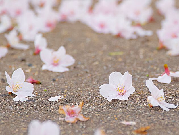 せっかく咲いた桜の花を散らしていた 意外な犯人 とは ハフポスト