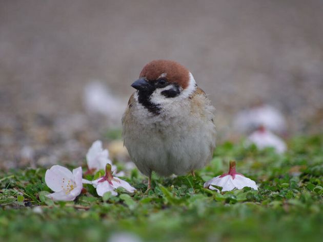 せっかく咲いた桜の花を散らしていた 意外な犯人 とは ハフポスト