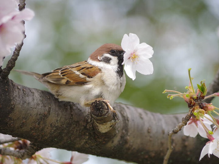 花を食いちぎって蜜を吸う(撮影:中野さとる)