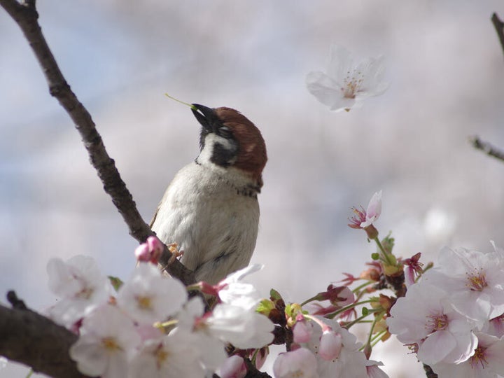 蜜を吸い終わったらポイ！(撮影:中野さとる)