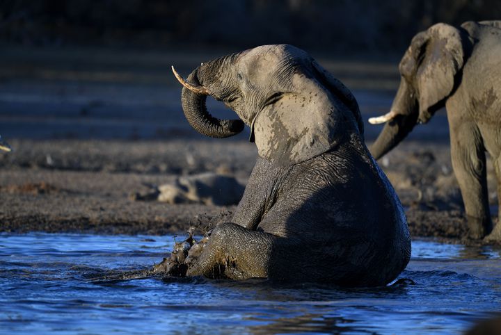 An elephant sits in the water in one of the dry channels of the Okavango Delta. The Okavango Delta is one of Africa's last remaining great wildlife habitat and provides refuge to huge concentrations of game.