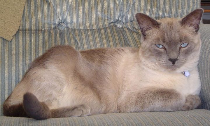 I Had My Cat Euthanized At Home And It Was The Best-Worst