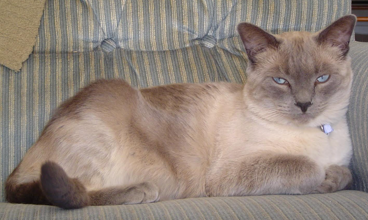 William the cat rests on the couch.