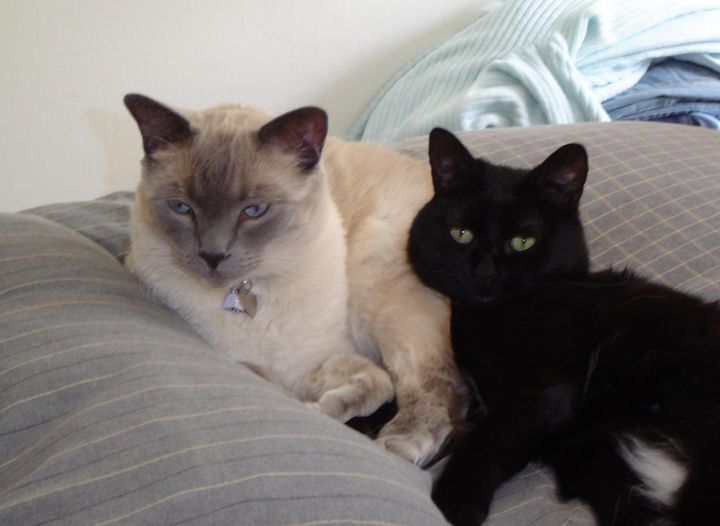 William the cat (left) and Beckett the cat (right)