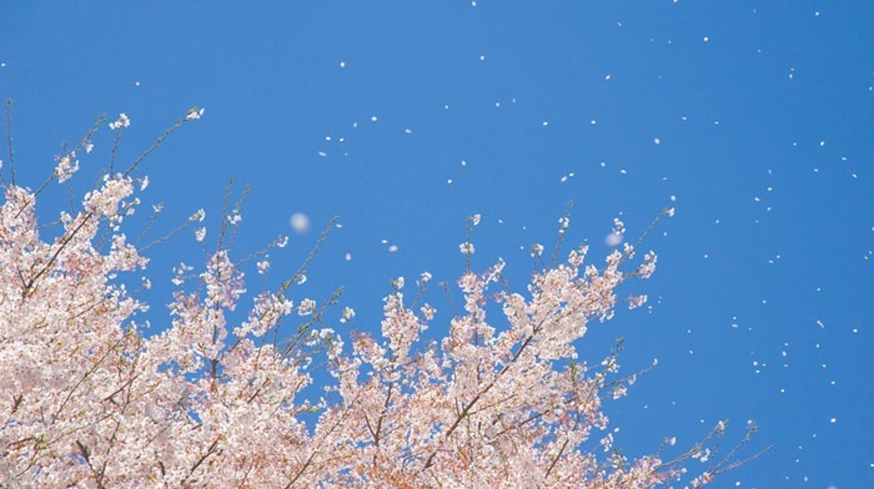 散る前に見たい 満開の桜 ある部分 を見れば 散りはじめるタイミングが分かる ハフポスト News 散る前に見たい 満開の桜 ある部分 を見れば 散りはじめるタイミングが分かる ハフポスト News
