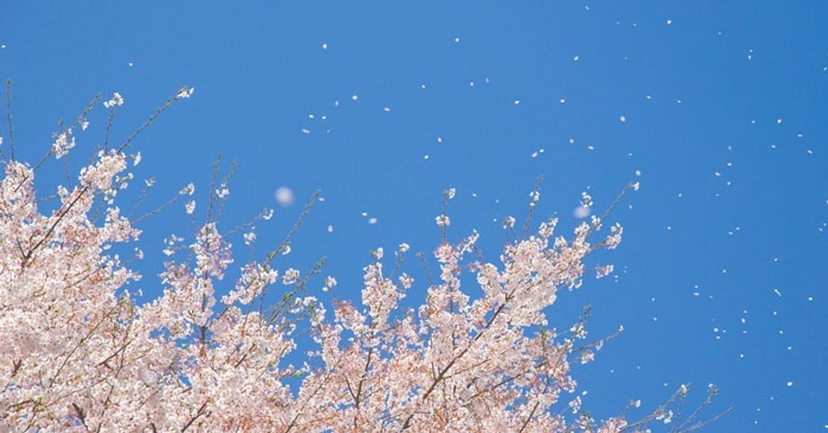 散る前に見たい！満開の桜 “ある部分”を見れば、散りはじめる