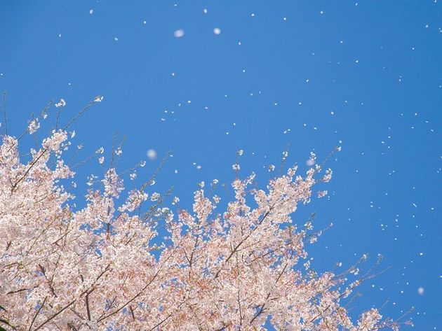 散る前に見たい 満開の桜 ある部分 を見れば 散りはじめるタイミングが分かる ハフポスト