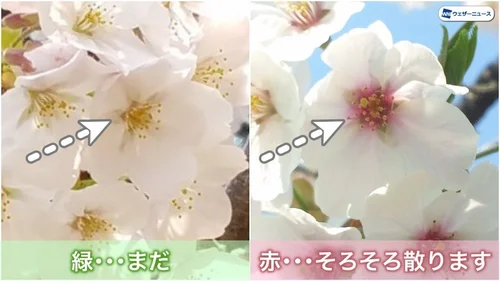 桜散る 散る前に見たい！満開の桜 “ある部分”を見れば、散りはじめる