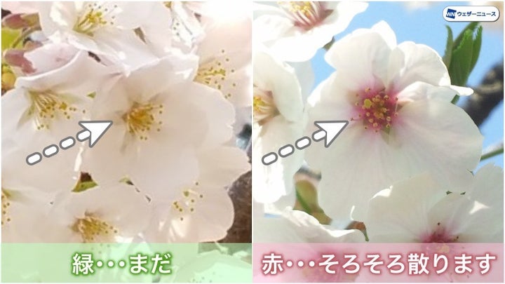 花の中心の色で見分ける