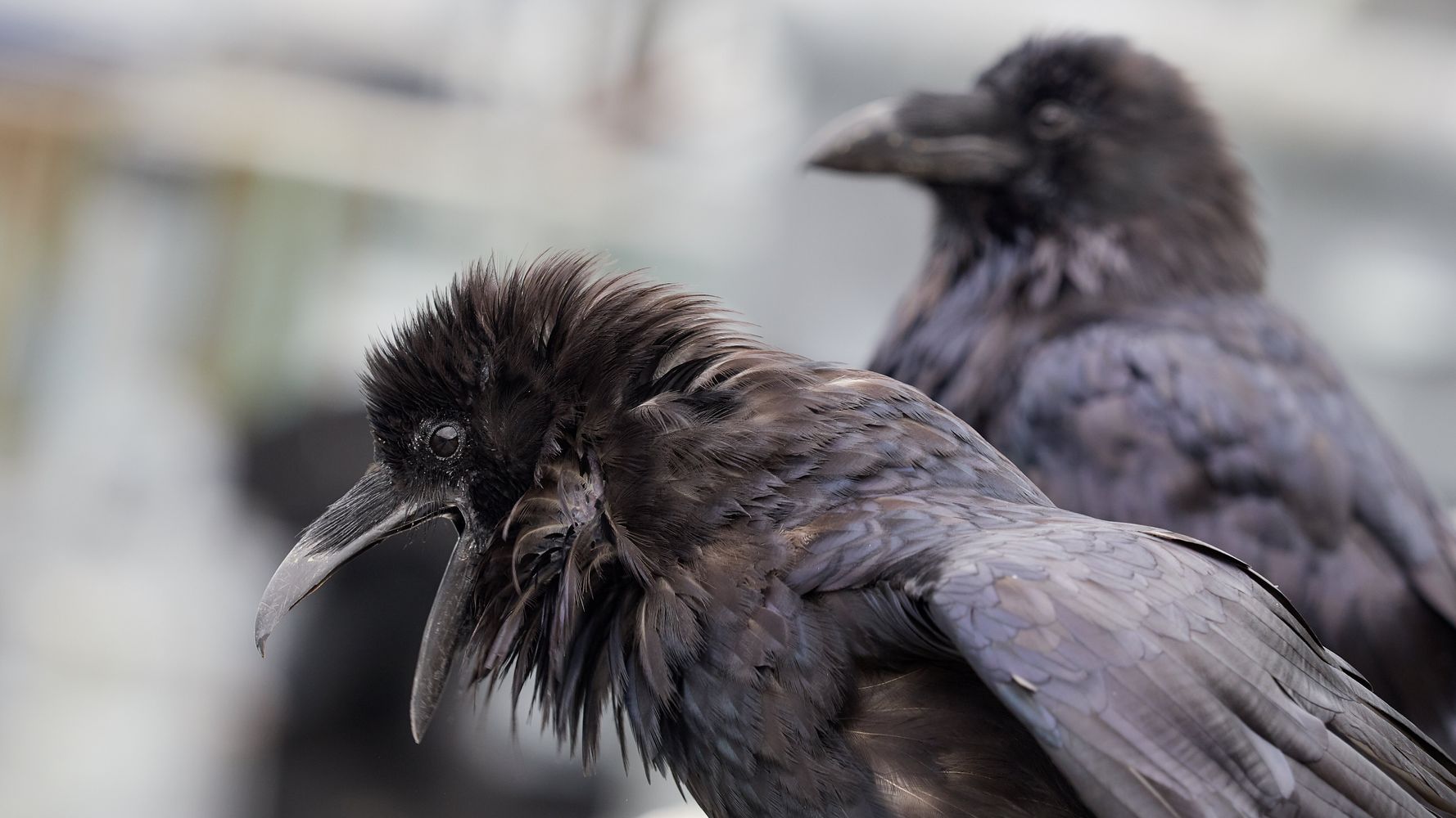 Alaska Costco shoppers say crows steal their food