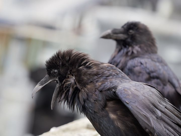 "CAWWWWWW!" -- this raven, probably.