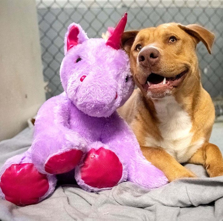 Sisu and his plush pal at the Duplin County animal shelter.