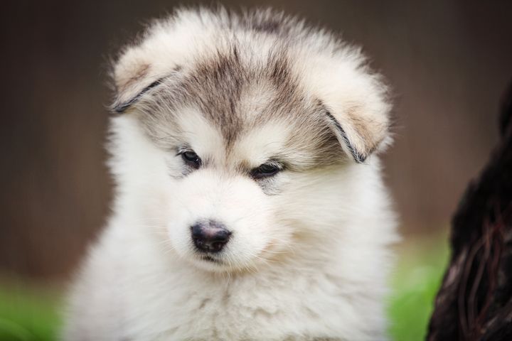 【画像集】アラスカン・マラミュートに癒されたい人集合。大型犬だけど、仔犬は「綿あめ」みたい | ハフポスト NEWS