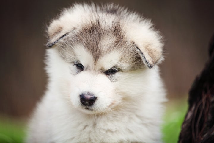 アラスカン・マラミュートの仔犬