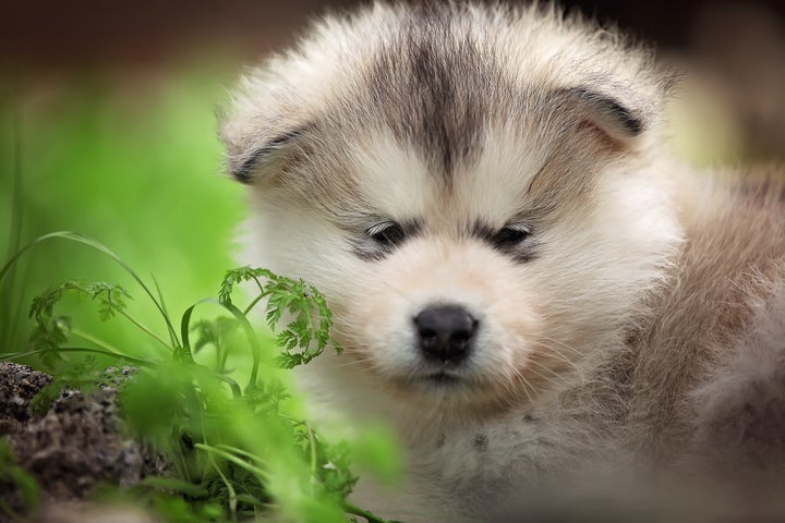 アラスカン・マラミュートの仔犬