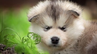 Inu