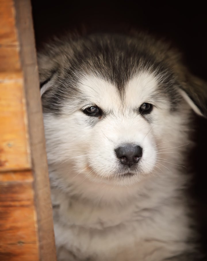 アラスカン・マラミュートの仔犬