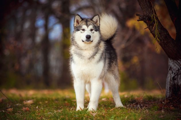 画像集 アラスカン マラミュートに癒されたい人集合 大型犬だけど 仔犬は 綿あめ みたい ハフポスト