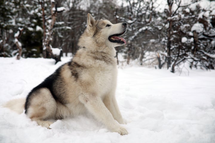 成犬の姿