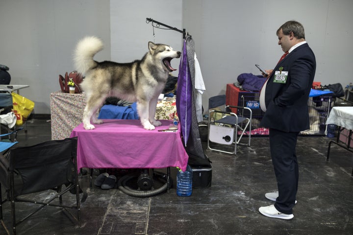 イギリスのドッグショーにて(Photo by OLI SCARFF / AFP) (Photo by OLI SCARFF/AFP via Getty Images)