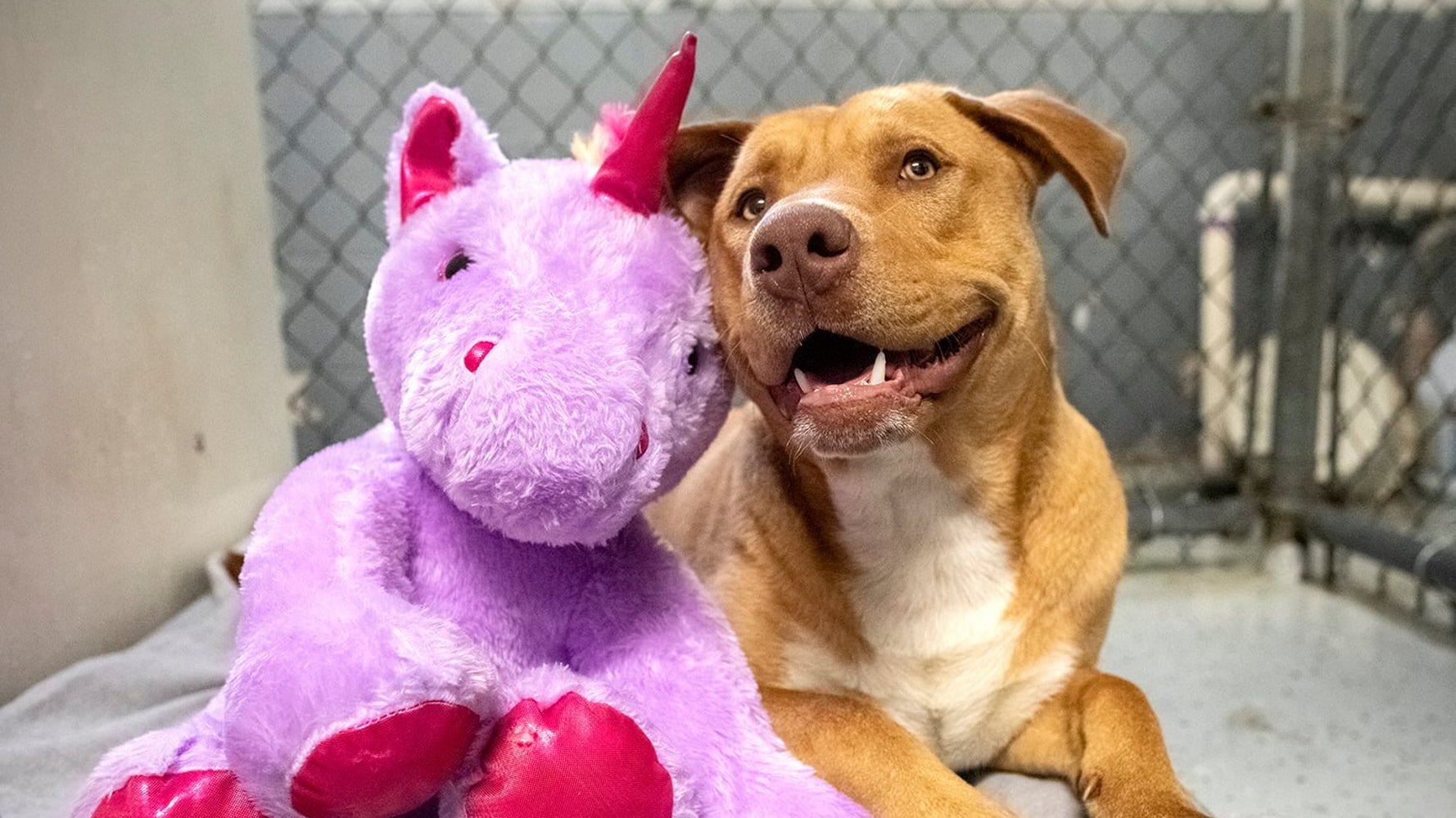 ぬいぐるみ盗もうとした犬が捕まる まさかのハッピーエンドへ ハフポスト World ぬいぐるみ盗もうとした犬が捕まる まさかのハッピーエンドへ ハフポスト World