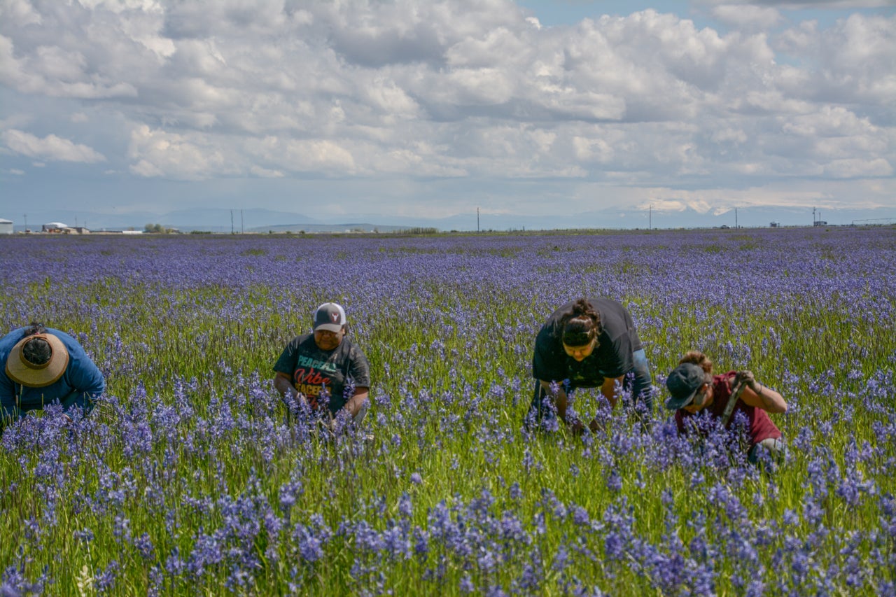 Members of the Burns Paiute Tribe digging Pasigo root (camas), a traditional Paiute food.