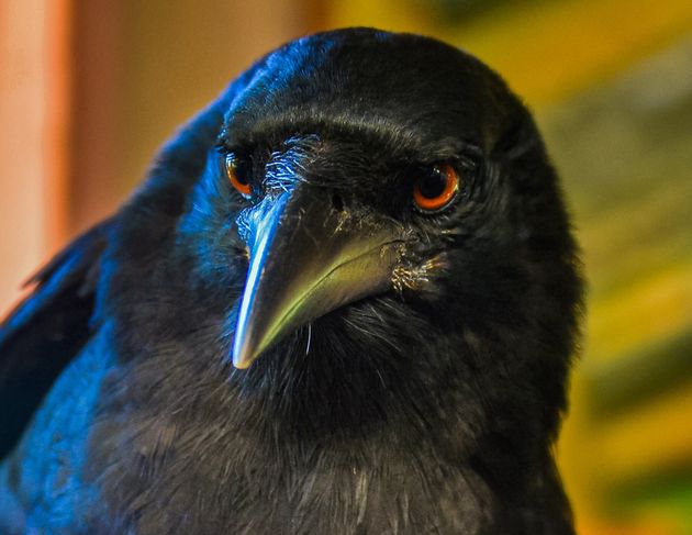 Ravens Accused Of Stealing Groceries From Alaska Costco Customers Huffpost