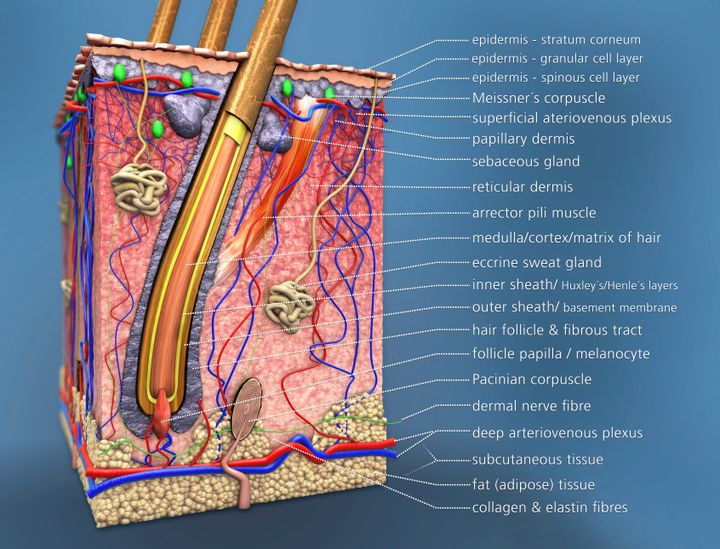 As seen here, every pore is the opening of a hair follicle, which contains its own sebaceous gland.