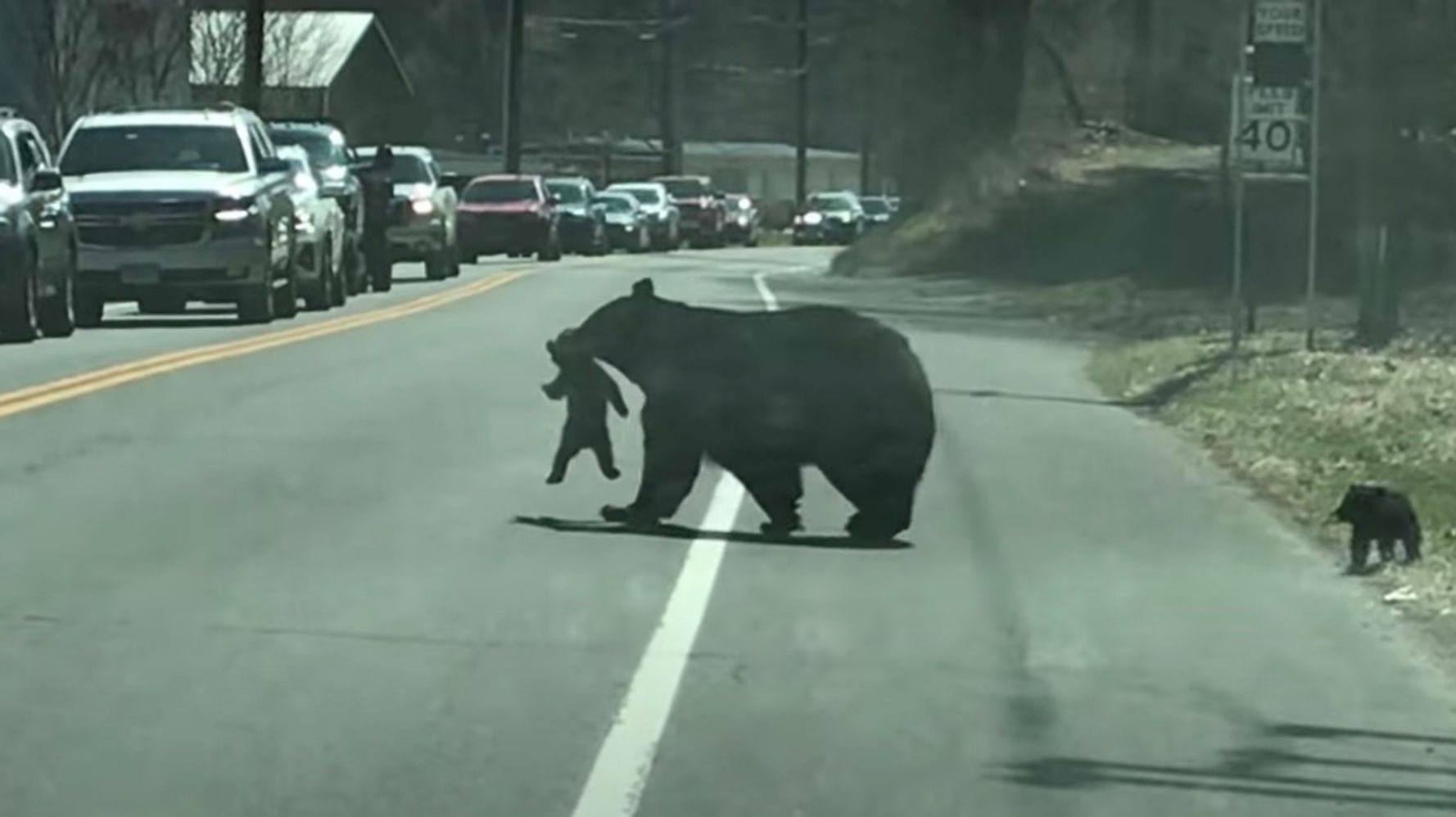 やんちゃな4頭の子グマを連れて道を渡ろうとする親グマ 人間も車を止めて見守る ハフポスト World