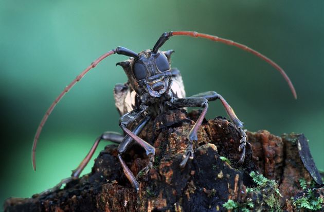 Le longicorne, un insecte invasif, a selon cette étude un impact économique élevé pour les forêts d'Amérique du Nord et d'Europe.