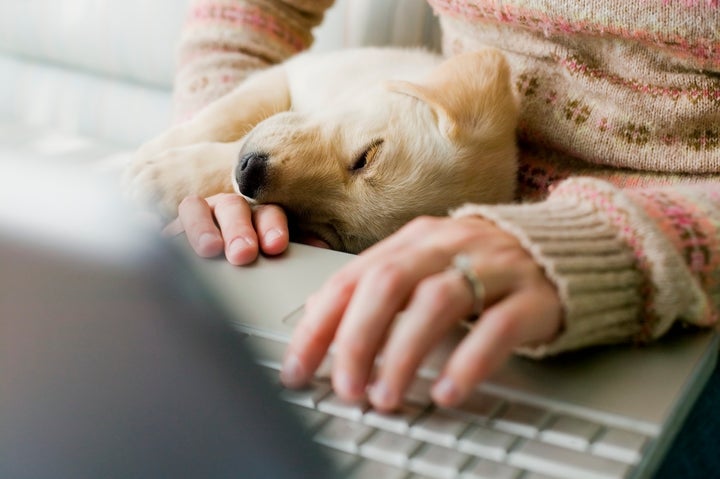 Teletrabajo y mascotas