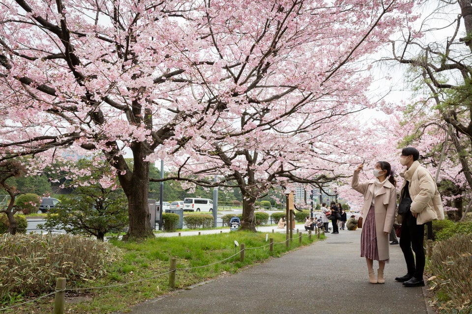 Μαγευτικές εικόνες από την Ιαπωνία με τις ολάνθιστες