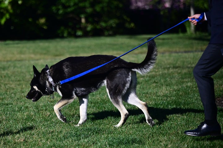 An aide walks Major Biden on the South Lawn on March 29. Both Major and Champ spent part of the month in Delaware, where Majo