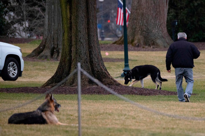 First dogs Champ and Major Biden on the South Lawn of the White House shortly after moving in back in January.