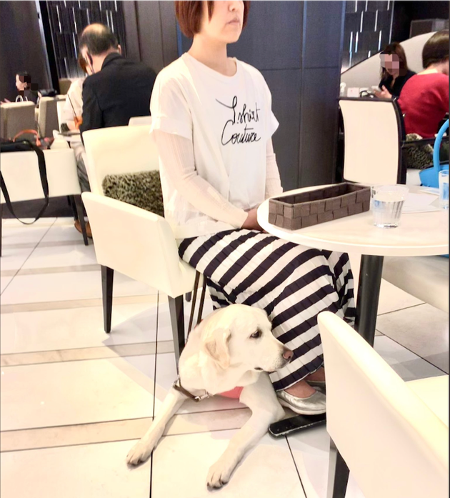 入店拒否は 日常 盲導犬が足元に寄り添う写真を 視覚障害の女性が投稿したわけ ハフポスト 入店拒否は 日常 盲導犬が足元に寄り添う写真を 視覚障害の女性が投稿したわけ ハフポスト