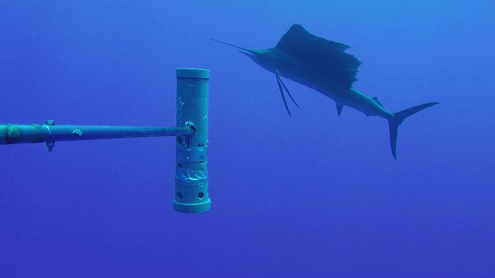 An Atlantic sailfish captured by one of the underwater camera systems.