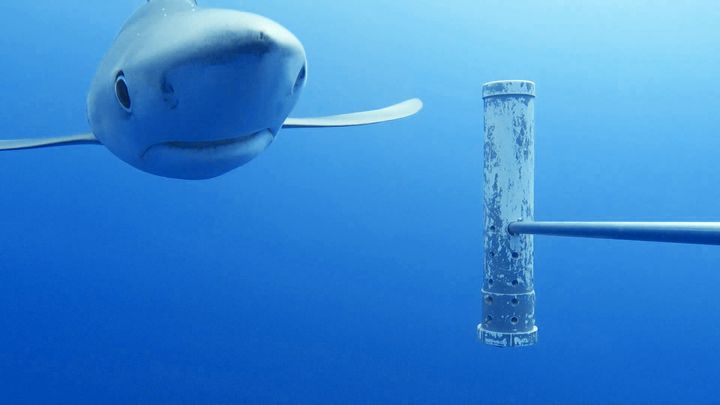 A blue shark captured by the underwater camera network.