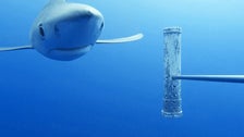 UK To Fund Underwater Camera Network To Monitor Deep Ocean Wildlife UK To Fund Underwater Camera Network To Monitor Deep Ocean Wildlife