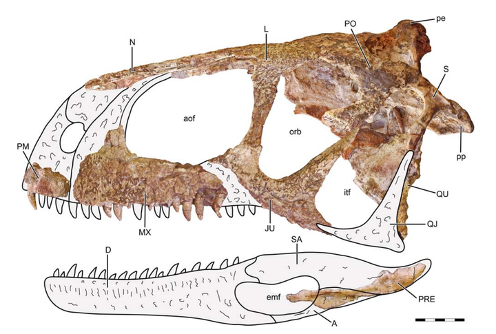 A reconstruction of the skull of Llukalkan aliocranianus.