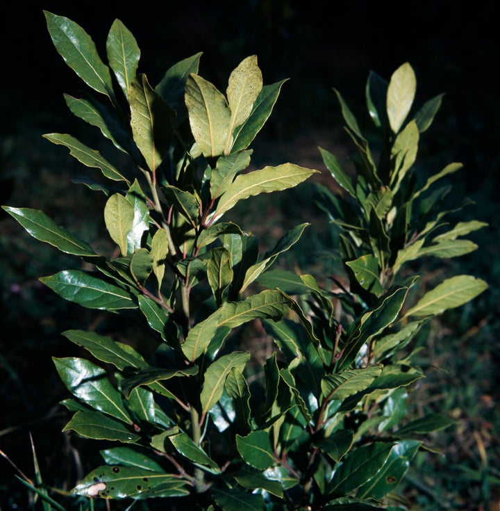 Fresh leaves on the branches of a bay laurel.