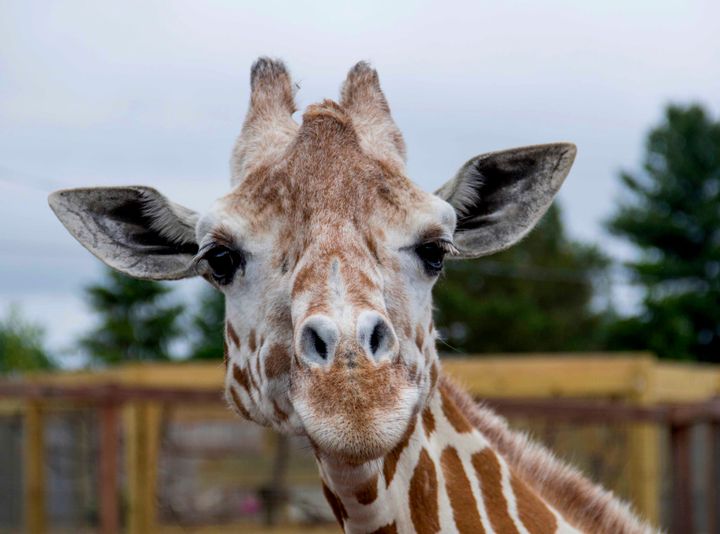 April the giraffe in an undated photo from Animal Adventure Park.