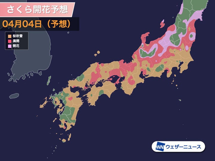 さくら開花予想