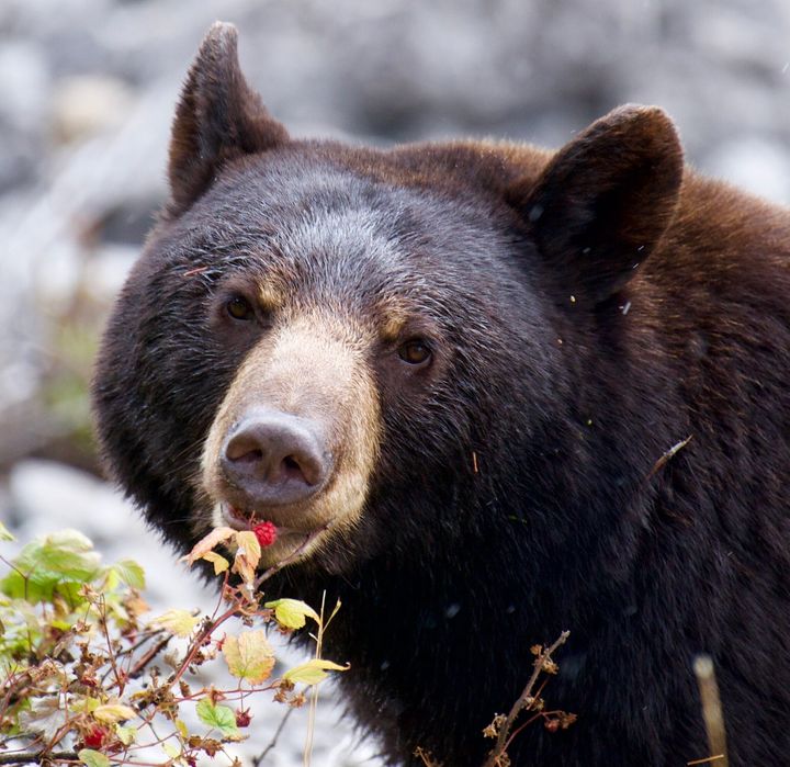 Am American black bear eats a raspberry in a forest.