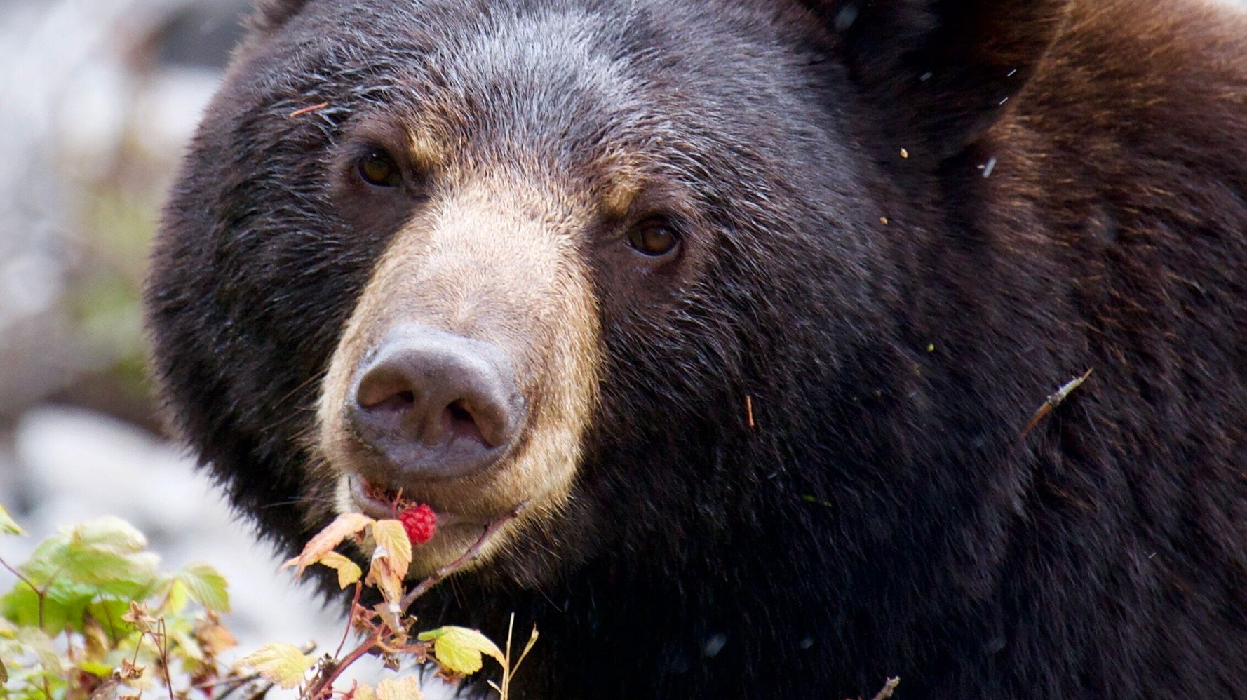 Bears are acting like friendly dogs due to a strange brain condition